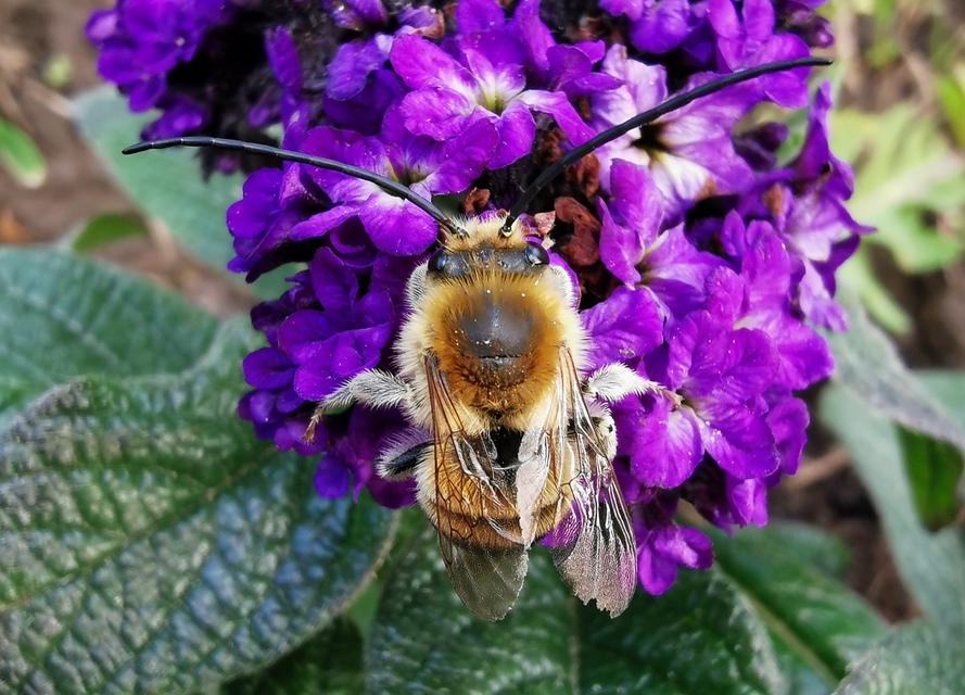 Eucera