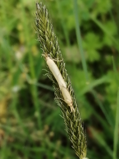 Pleurota