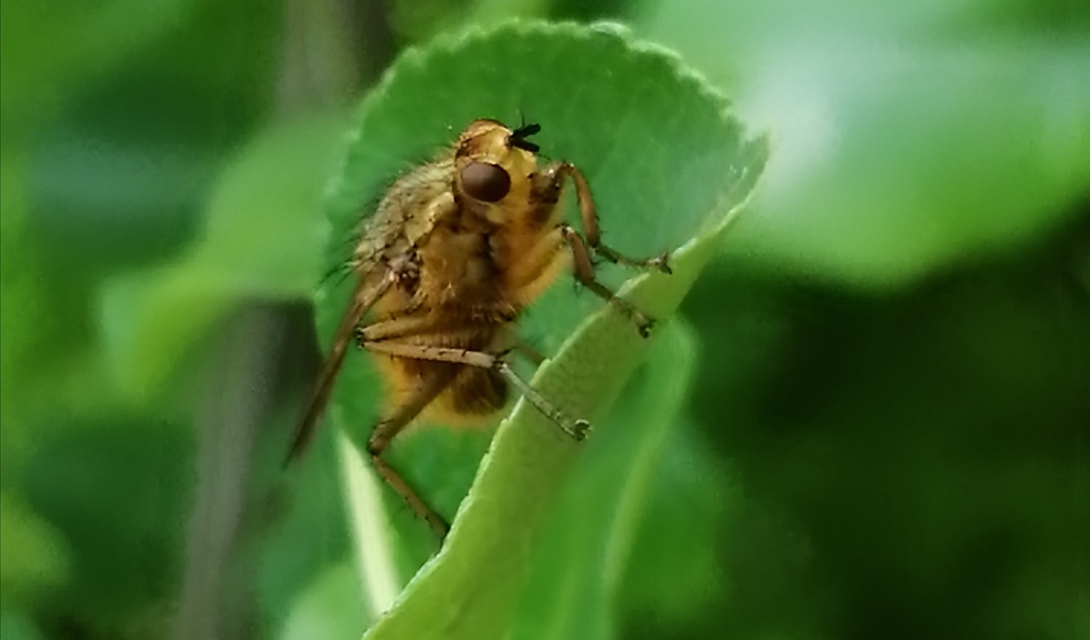 Scathophaga stercoraria - közönséges trágyalégy