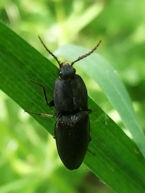 Neopristilophus insitivus - lapos pattanó