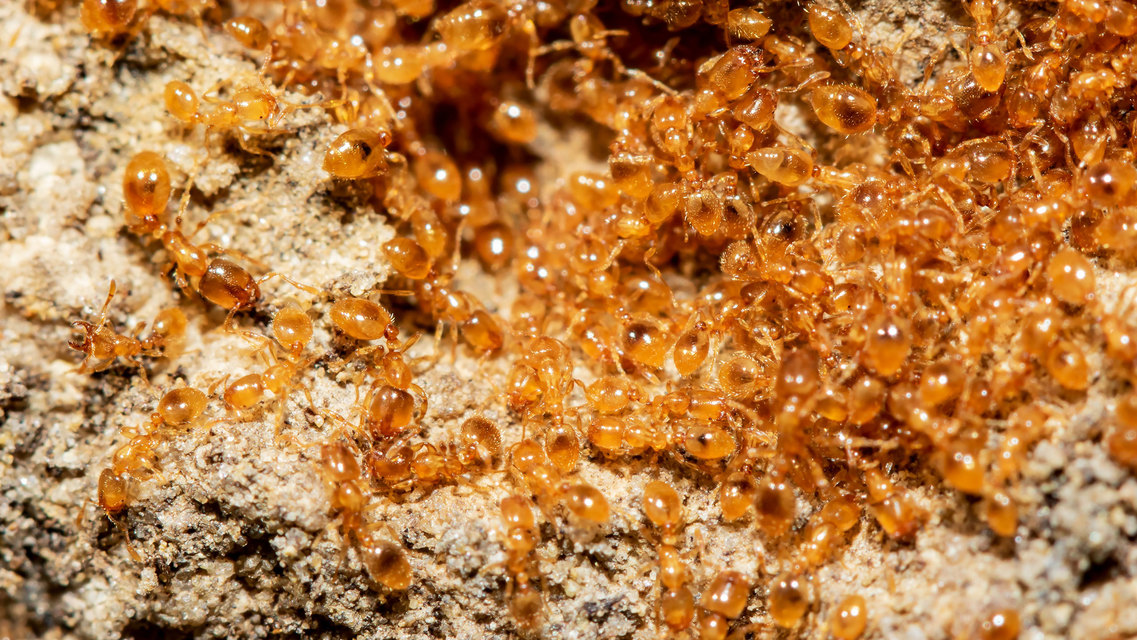 Solenopsis fugax - tolvajhangya