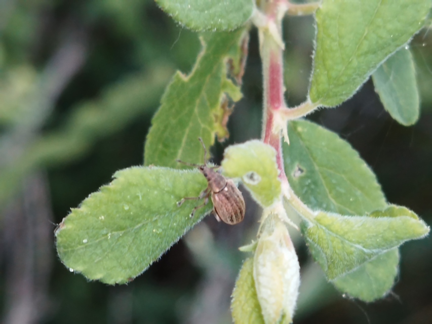Phyllobius pyri - gyümölcsfa-levélormányos