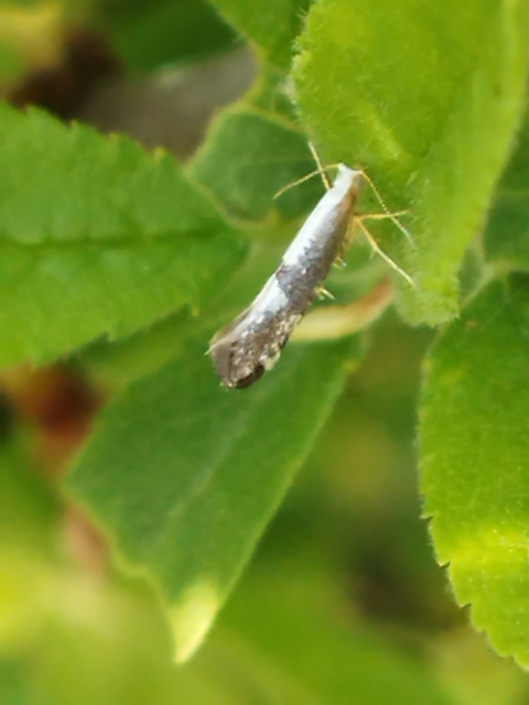 Argyresthia