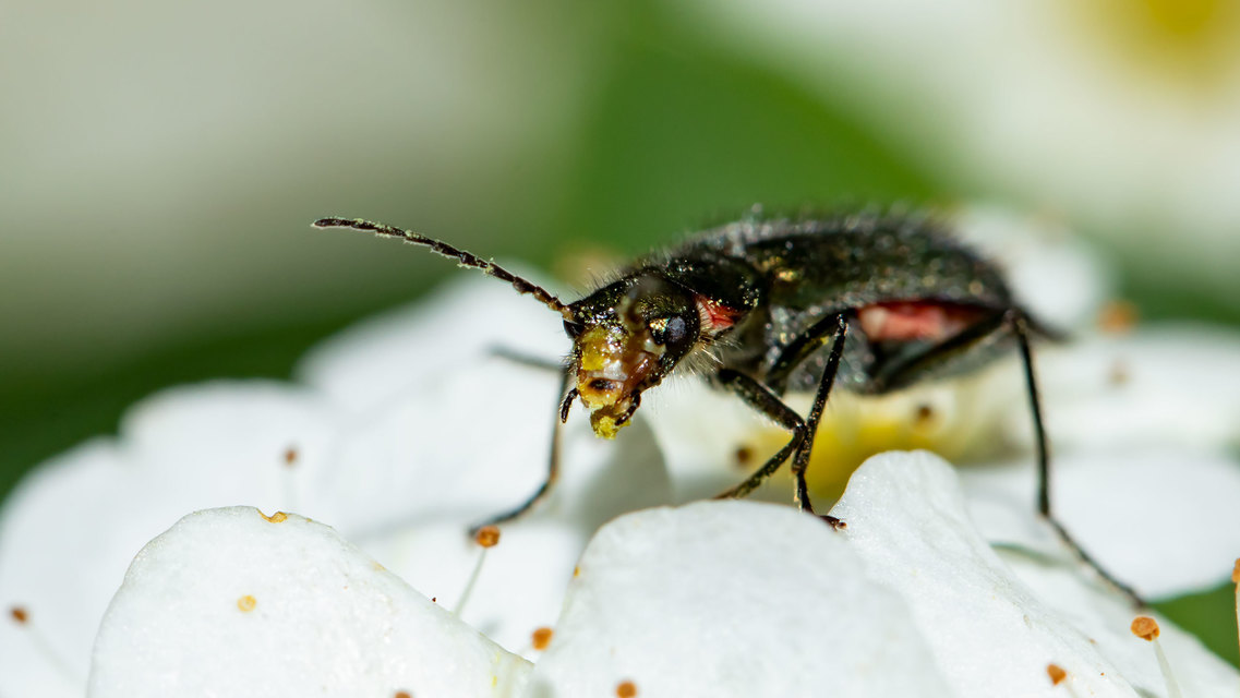 Malachius bipustulatus - kétfoltos bibircsesbogár