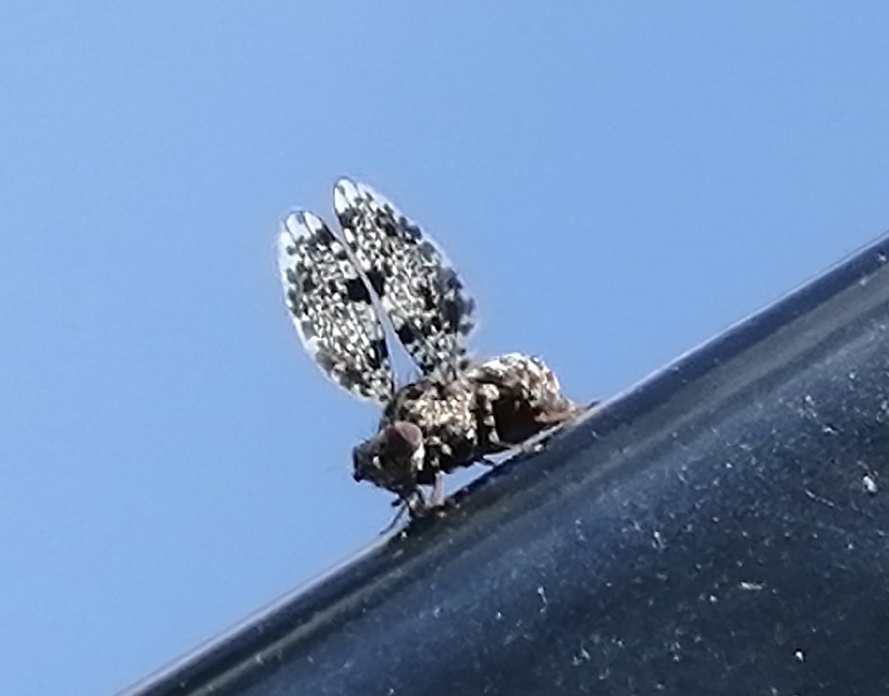 Callopistromyia annulipes - pávalégy