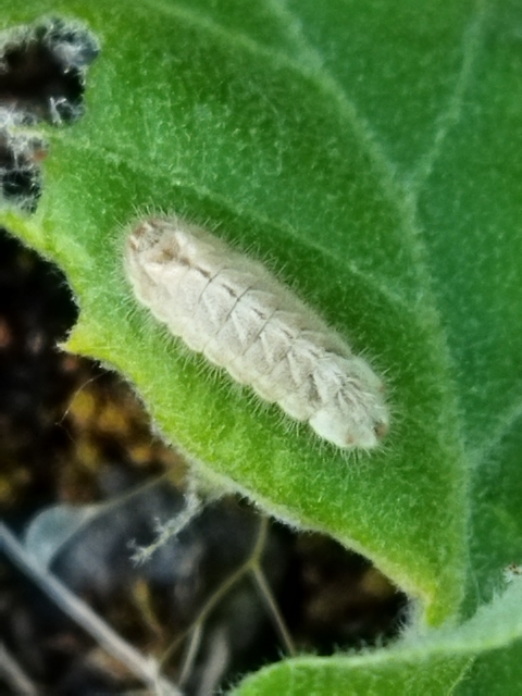 Neozephyrus quercus - tölgyfalepke
