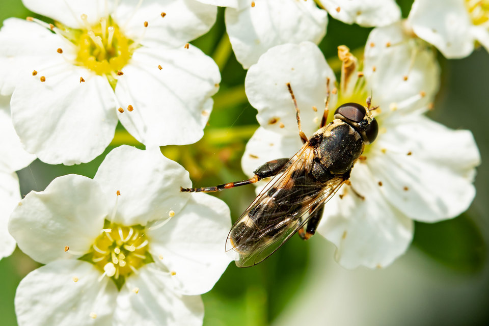 Syritta pipiens - zizegő comboslégy