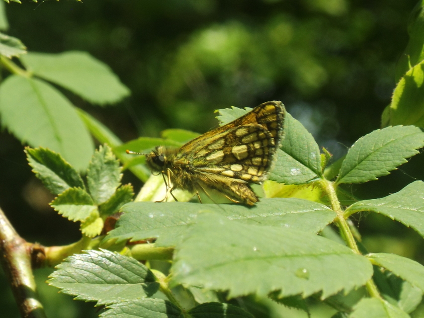 Carterocephalus palaemon - kockás busalepke