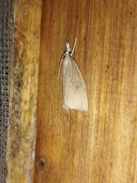 Calamotropha paludella - barna nádlevélmoly