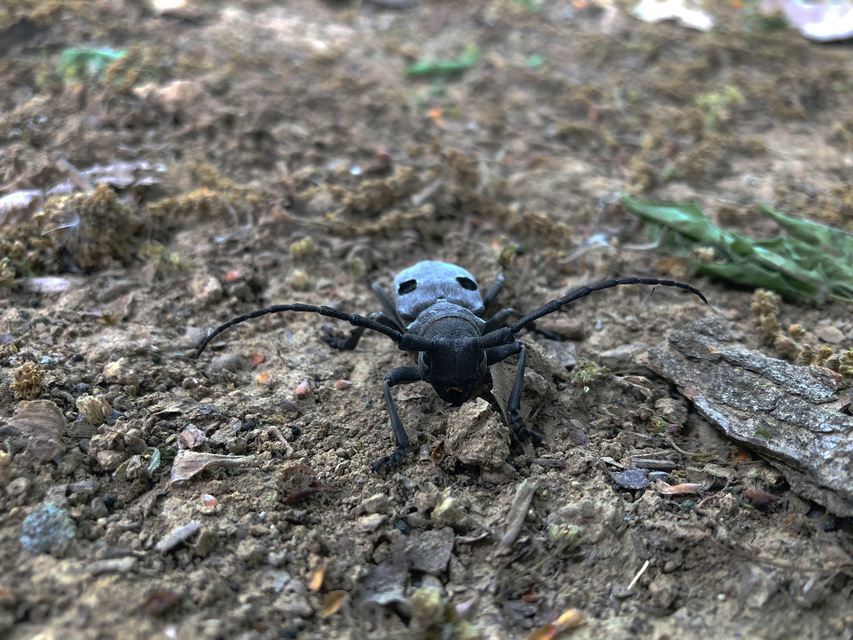 Morimus asper funereus - gyászcincér
