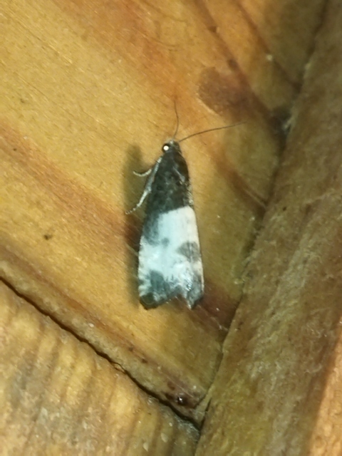 Notocelia cynosbatella - rózsahajtás-tükrösmoly