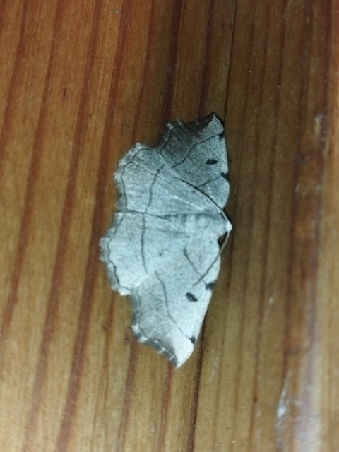 Eilicrinia trinotata - háromjegyű araszoló