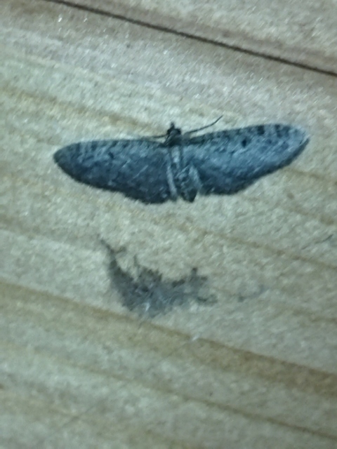 Eupithecia virgaureata - aranyvessző-törpearaszoló