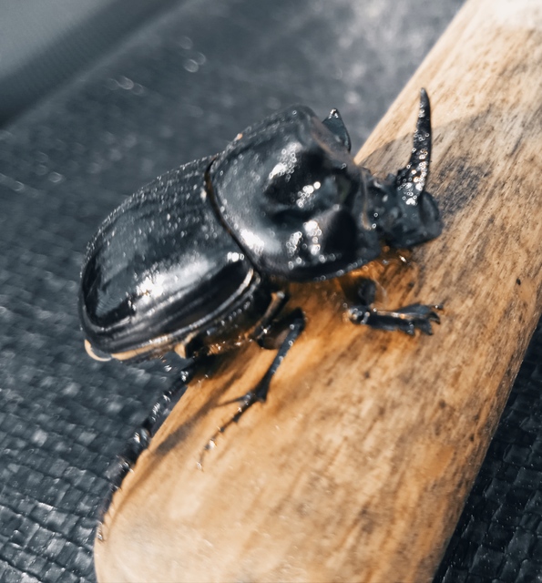 Copris lunaris - közönséges holdszarvú-ganéjtúró