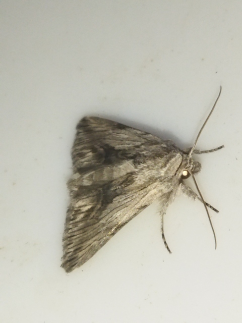 Calophasia platyptera - szürke apróbagoly