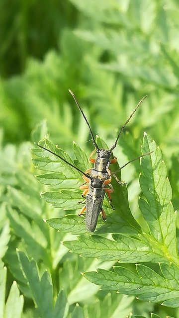 Phytoecia icterica - murokcincér Phytoecia icterica - murokcincér