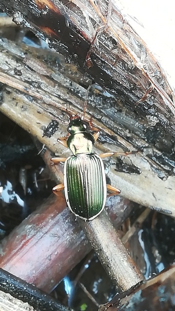 Chlaenius spoliatus - csupasz bűzfutó