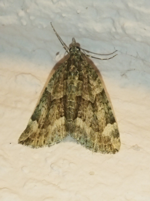 Chloroclysta siterata - salátazöld araszoló