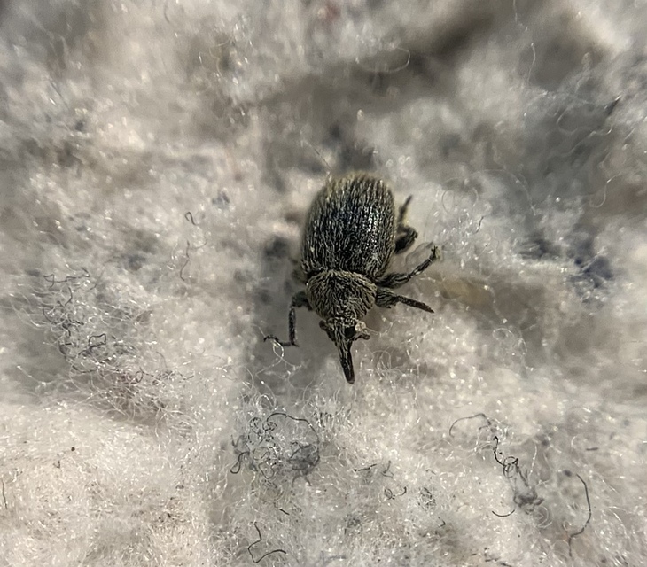 Rhinusa tetra - magtoklakó ökörfarkkóró-ormányos