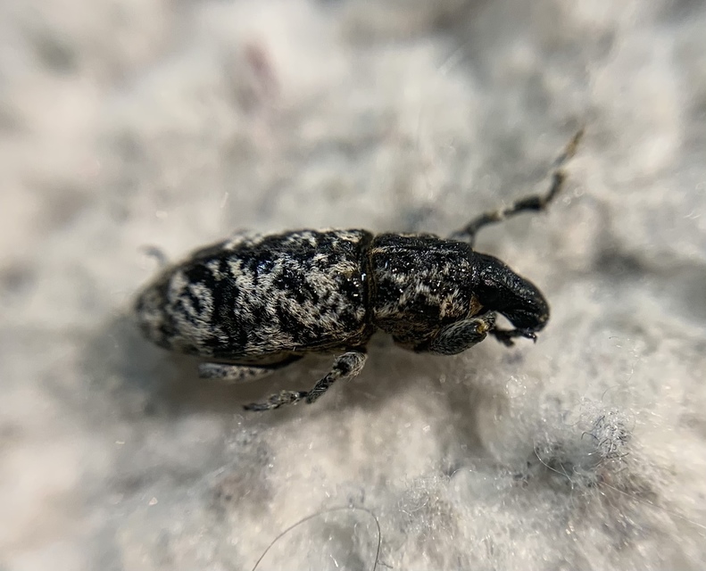 Cyphocleonus dealbatus - márványos barkó