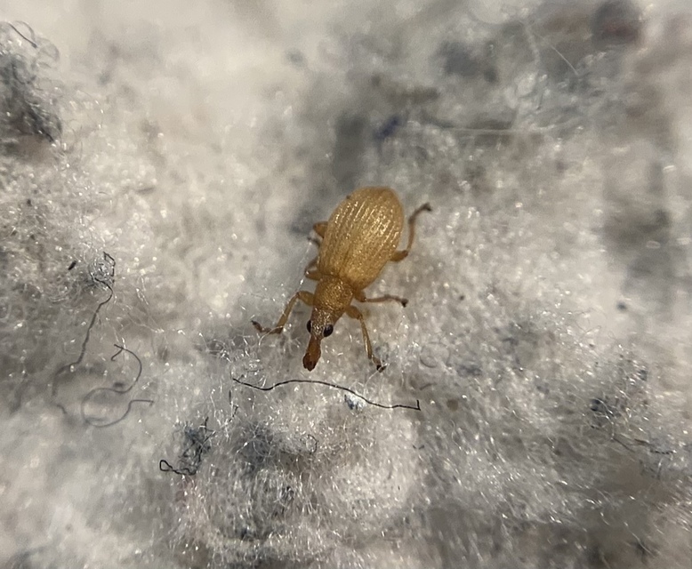 Apion rubiginosum - sóskaszár-cickányormányos