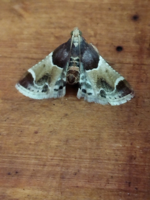 Pyralis farinalis - lisztilonca
