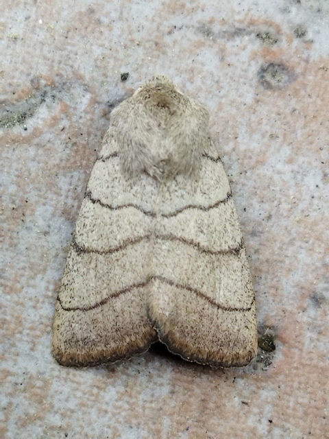 Charanyca trigrammica - háromsávos lombbagoly