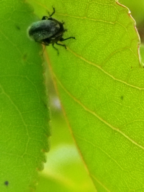 Phyllobius betulinus - változékony levélormányos