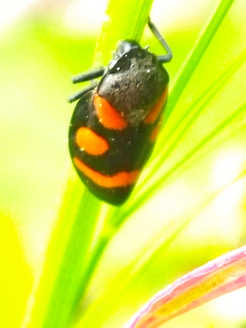 Cercopis arcuata/sanguinolenta