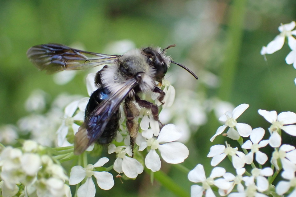 Andrena cineraria - hamvas bányászméh