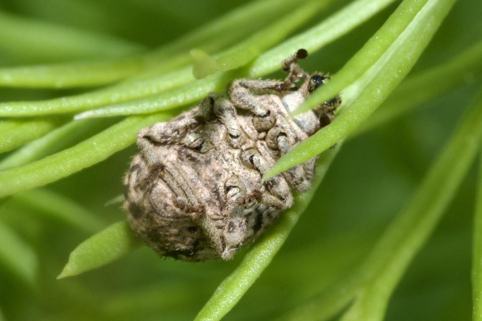 Pelletierellus ventricosus - tarka éjiormányos