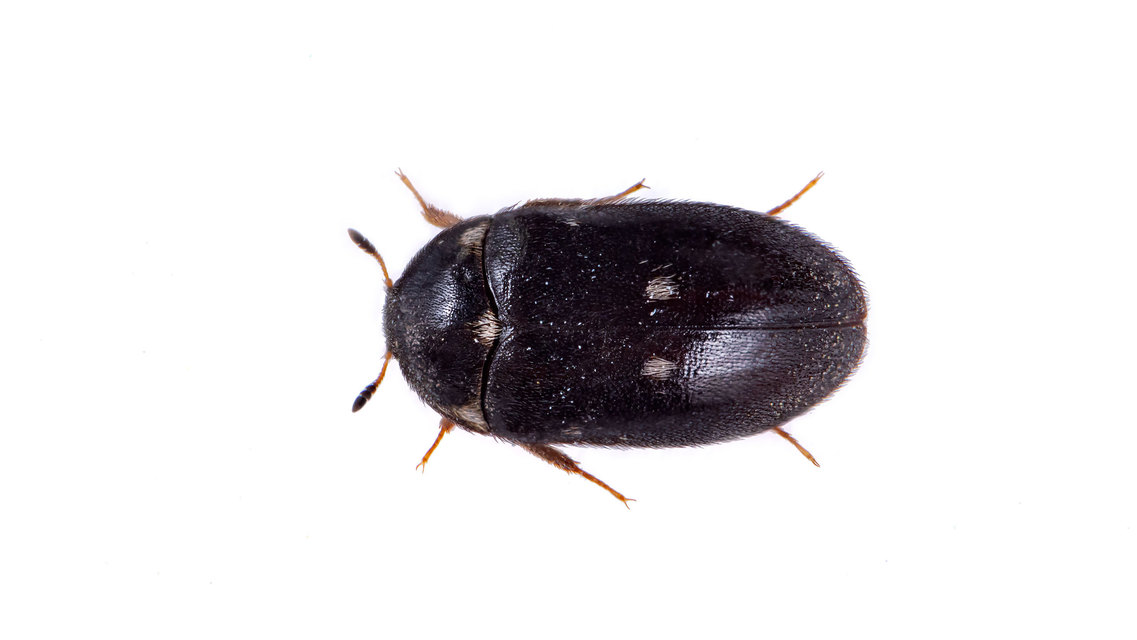 Attagenus pellio - közönséges szűcsbogár