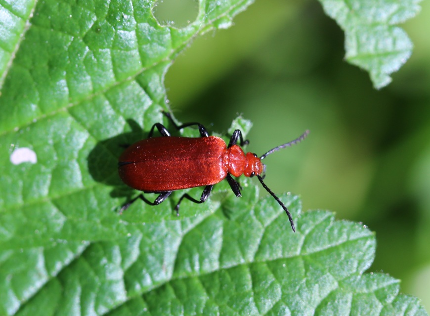 Pyrochroa serraticornis - közép-bíborbogár