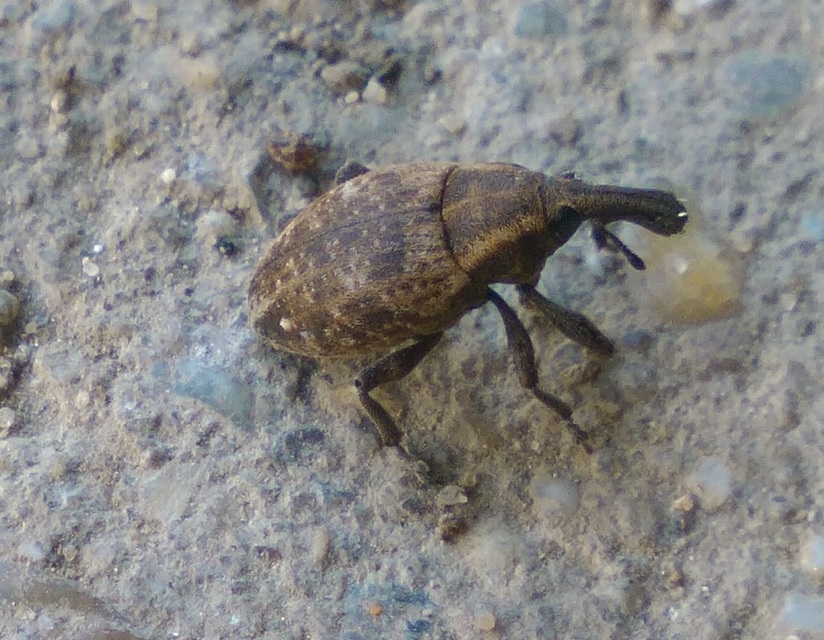 Lepyrus capucinus - pettyes fűzormányos
