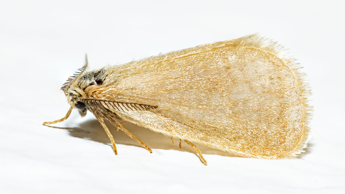 Bijugis