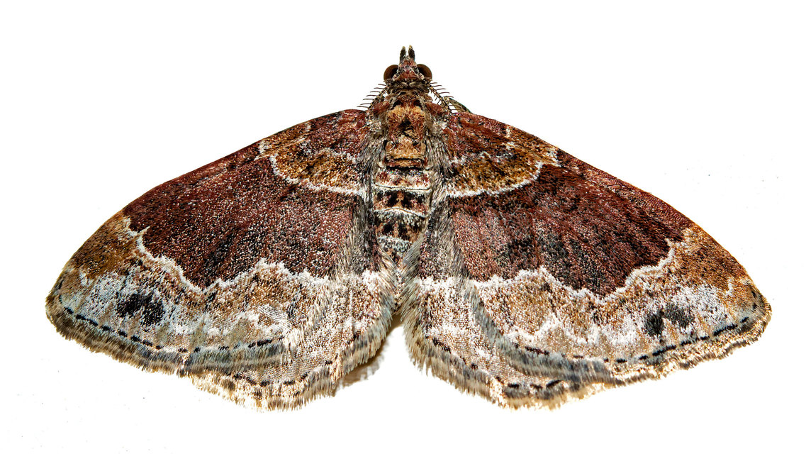 Xanthorhoe spadicearia - sávos tarkaaraszoló