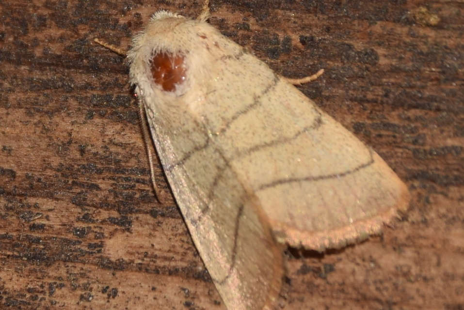 Charanyca trigrammica - háromsávos lombbagoly