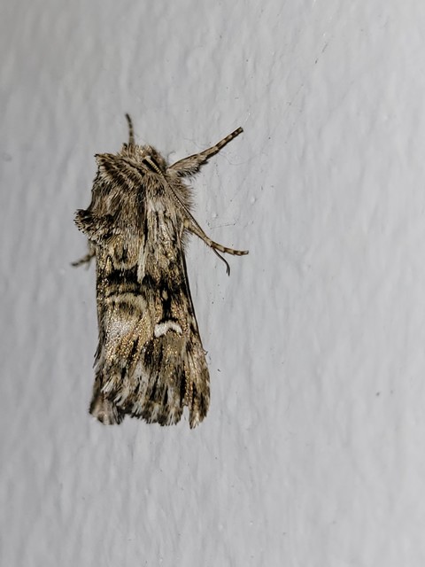 Calophasia lunula - gyújtoványfű-apróbagoly