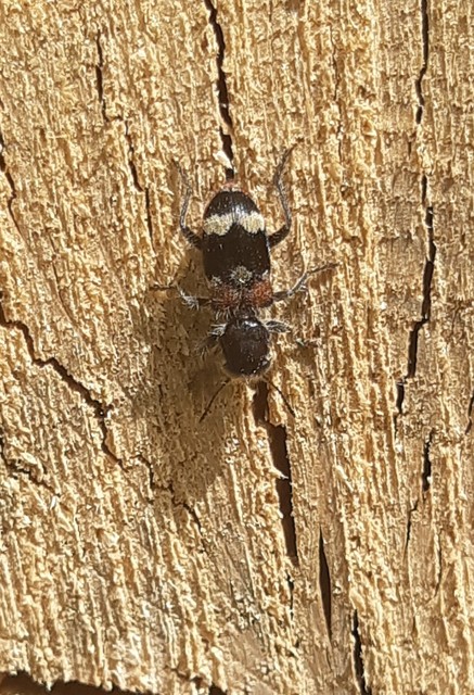 Clerus mutillarius - feketenyakú szúfarkas