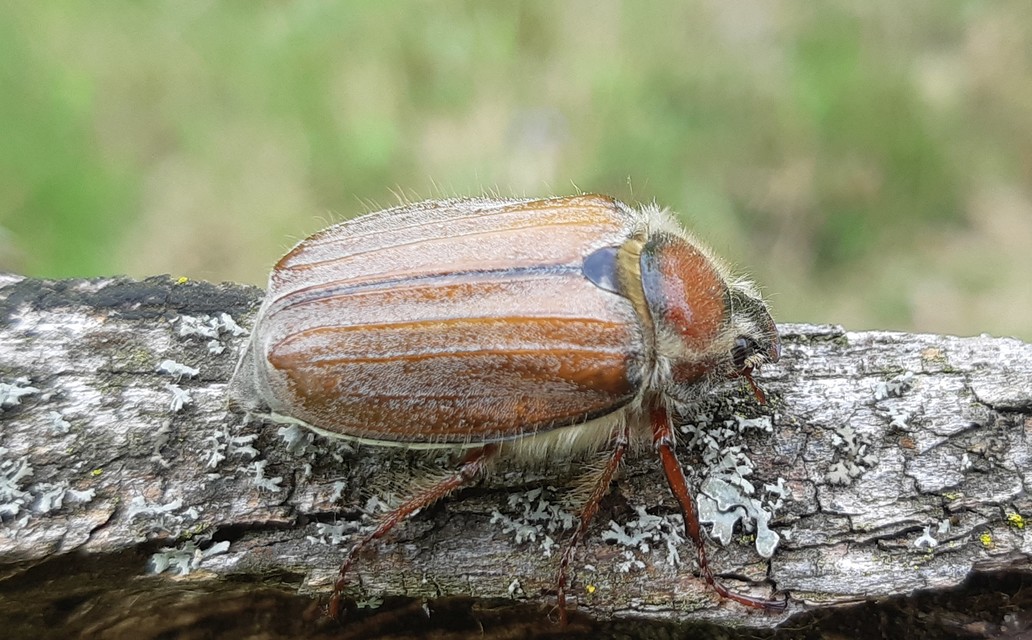 Melolontha hippocastani - erdei cserebogár