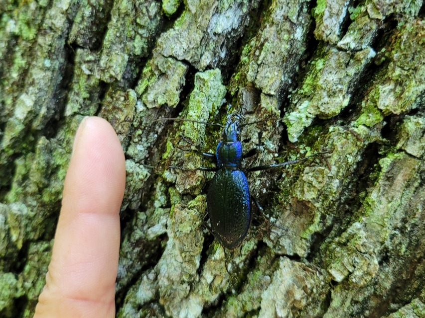 Carabus intricatus - kék laposfutrinka