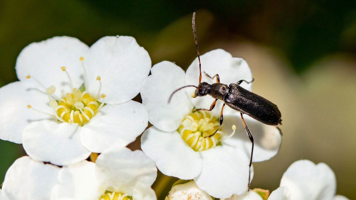 Grammoptera ruficornis - gyűrűscsápú galagonyacincér Grammoptera ruficornis - gyűrűscsápú galagonyacincér