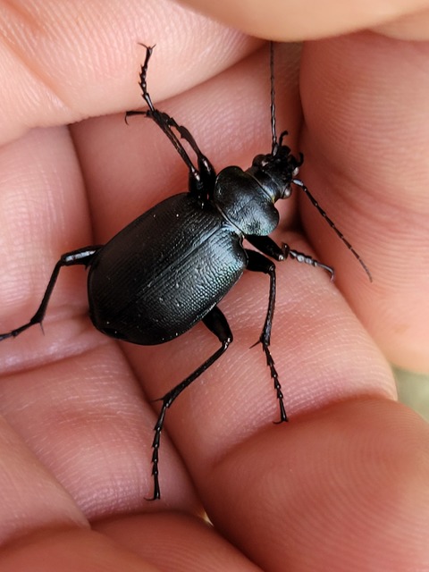 Calosoma inquisitor - kis bábrabló