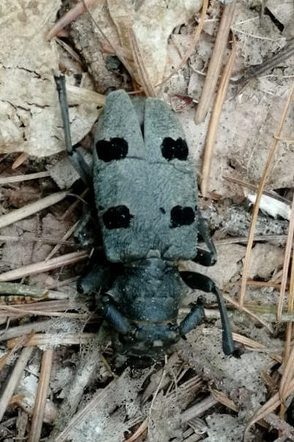 Morimus asper funereus - gyászcincér