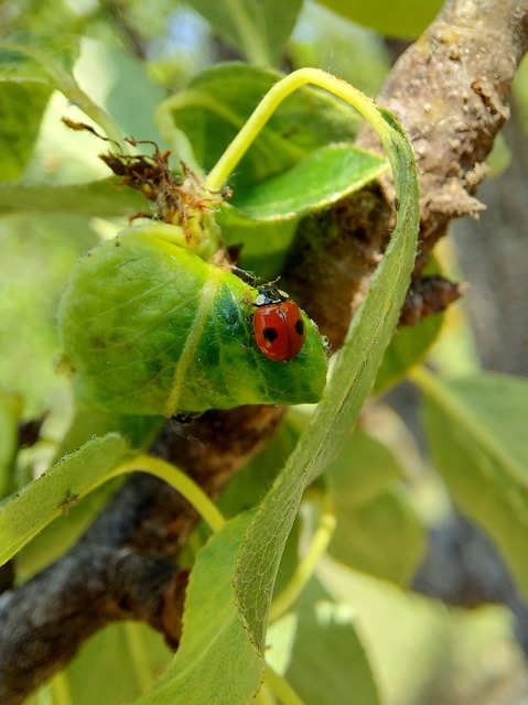 Adalia bipunctata - kétpettyes katica