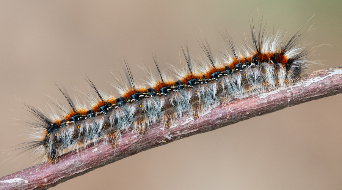 Eriogaster catax - sárga gyapjasszövő