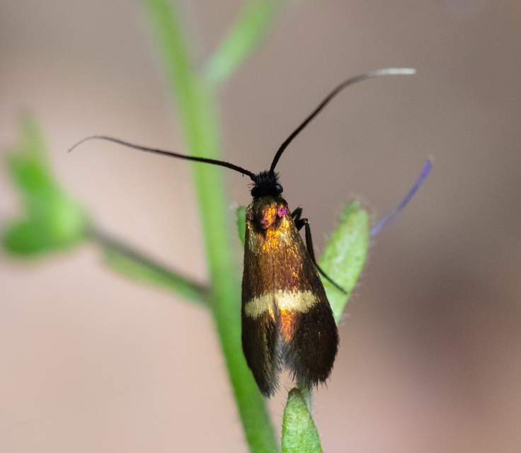 Adelidae - hosszúcsápú-tőrösmolyfélék