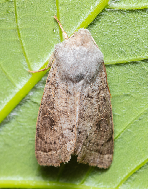 Orthosia gracilis - karcsú barkabagoly