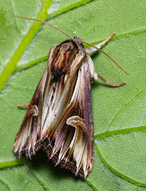 Actinotia polyodon - nagy sugarasbagoly