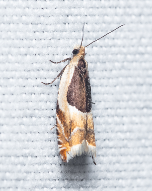 Ancylis paludana - turjáni horgasmoly